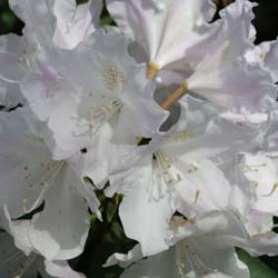 Rhodo yaku alba